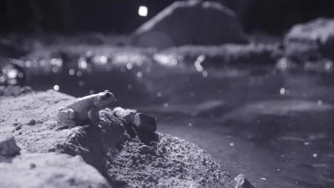 Red-spotted toad at night in the desert Stock Footage 270046736