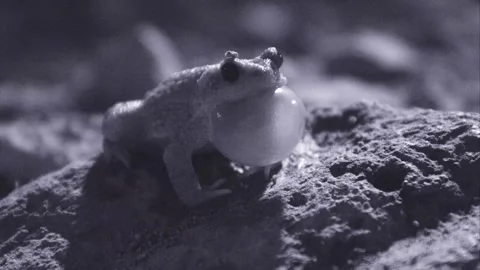 Red-spotted toad at night in the desert Stock Footage 270046738