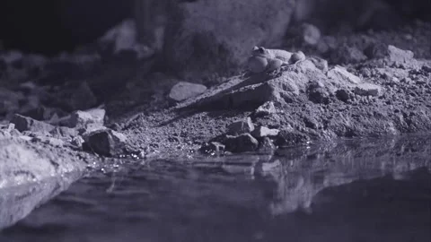 Red-spotted toad at night in the desert 库存影片 270046748