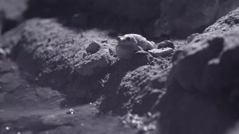 Red-spotted toad at night in the desert Stock Footage 270046791