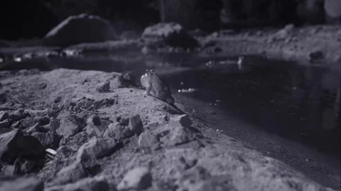 Red-spotted toad at night in the desert Stock Footage 270046807