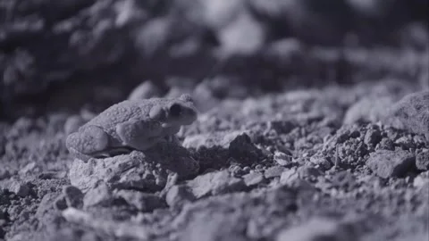 Red-spotted toad at night in the desert 库存影片 270046827
