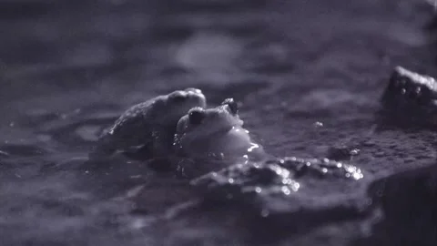 Red-spotted toads in the desert Stock Footage 270046752