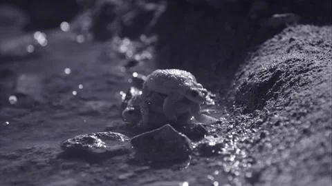 Red-spotted toads in the desert Stock Footage 270046765