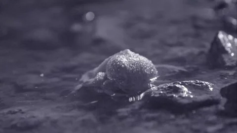 Red-spotted toads in the desert Stock Footage 270046772