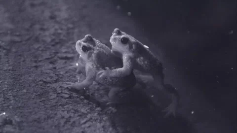 Red-spotted toads in the desert Stock Footage 270046808