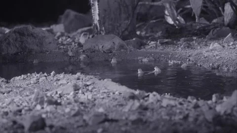 Red-spotted toads in the desert Stock Footage 270046815
