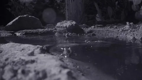 Red-spotted toads at night in the desert 库存影片 270046793