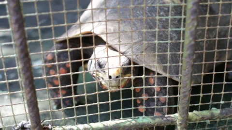 Red Spotted Tortoise Stock Footage 997446