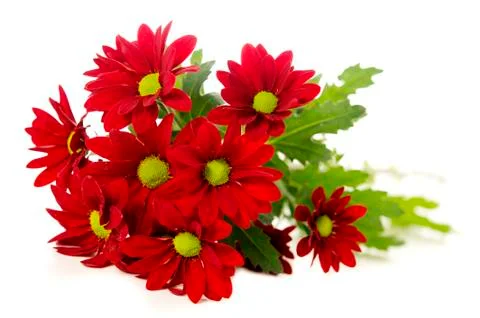 Red spray chrysanthemum Stock Photos