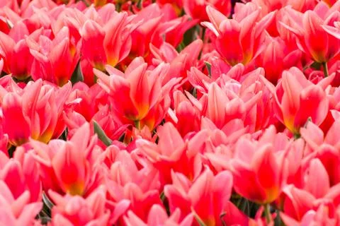 Red Spring Background Stock Photos