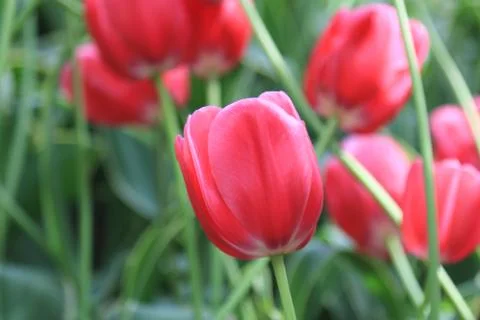 Red spring beautiful tulip on a background of beautiful tulips Stock Photos