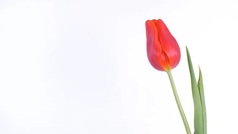 Red Spring Beautiful Tulip On White Background. Stock Footage 129682303