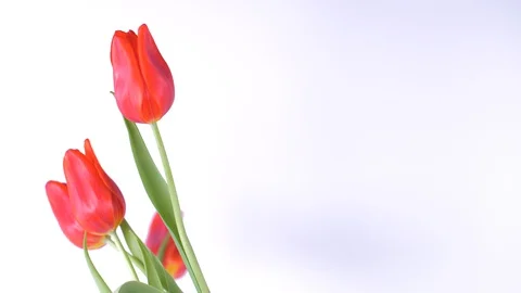 Red Spring Beautiful Tulips On White Background. 스톡 동영상 129693555