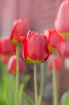 Red spring blooming tulip field 스톡 사진