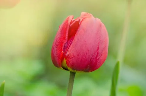 Red spring blooming tulip 스톡 사진