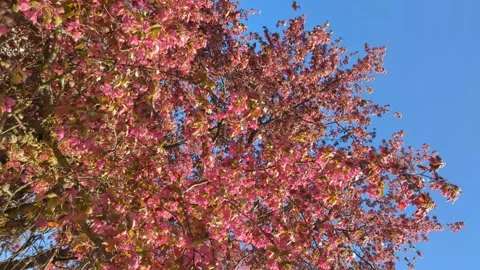 Red spring blooms on a tree blowing in the breeze Stock Footage 300195371