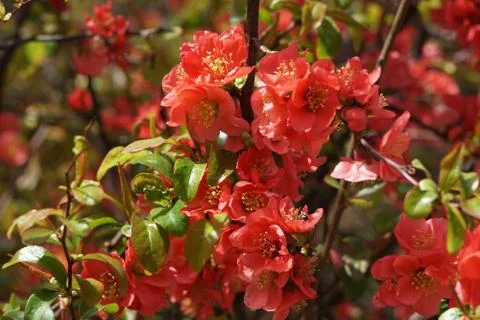 Red spring blossom tree Stock-Fotos