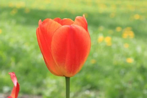 Red spring bright tulip on a background of yellow dandelions and green grass Stock Photos