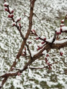 Red spring buds on tree branch covered with snow after late frost event in early Stock Photos
