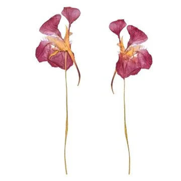 Red spring dried and pressed flowers. Herbarium isolated on white background. Stock-Fotos