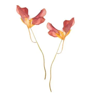 Red spring dried and pressed flowers. Herbarium isolated on white background. Stock Photos