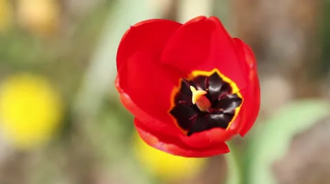 Red Spring Flower Stock Footage 22783508