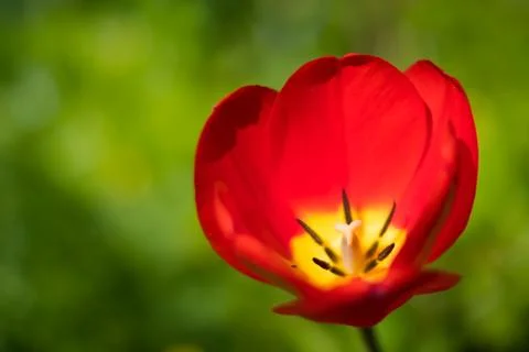 Red spring flower on meadow -  single  red flower isolated with meadow backgr Stock Photos