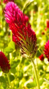 Red spring flower Foto stock