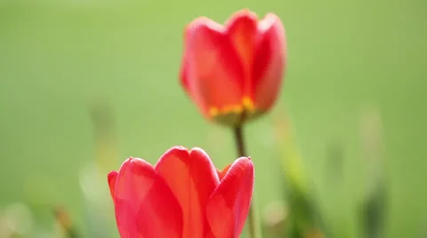 RED SPRING FLOWER RACK FOCUS 2 Stock-Footage 22782893