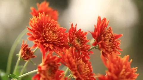 Red Spring Flowers Blooming in Garden Stock Footage 332579352