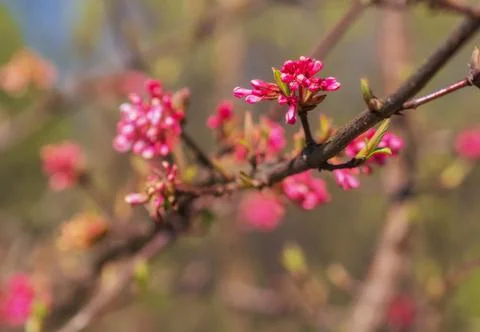 Red spring flowers with blurred background. photo Stock Photos
