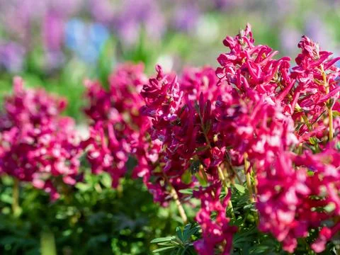 Red spring flowers with blurred background. photo of flowers Stock Photos