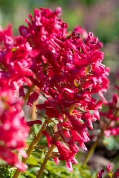 Red spring flowers with blurred background. photo of flowers Stock Photos