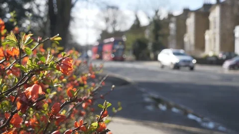 Red spring flowers on a bush beside a road. Stock Footage 104834728