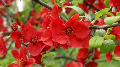 Red Spring flowers Video stock 70718252