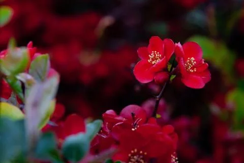 Red spring flowers 스톡 사진