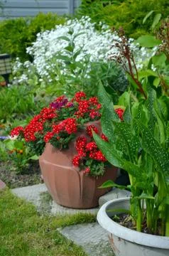 Red spring flowers Stock Photos