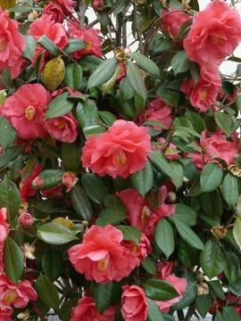 Red spring flowers Stock Photos