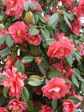 Red spring flowers Stock Photos