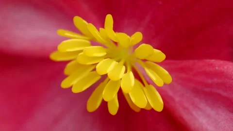 Red spring flowers on tree branch in sunny day and wind Stock Footage 346808907