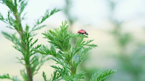 Red spring ladybug insect living on wild meadow ecosystem,animal wildlife nature Stock Footage 151488916