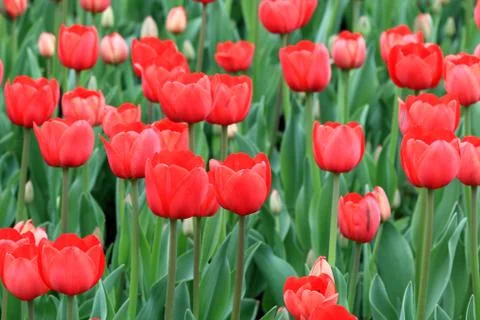 Red spring opened and not opened tulips Stock Photos
