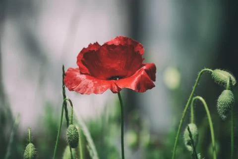 Red spring poppy Stockfoto's
