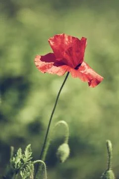 Red spring poppy Foto stock