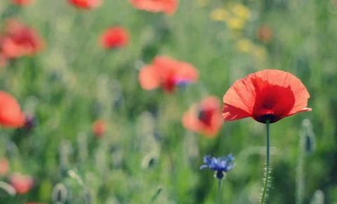 Red spring poppy 写真素材