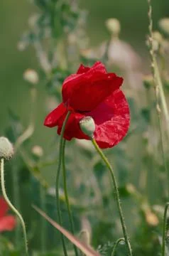 Red spring poppy Photos