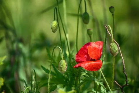 Red spring poppy Fotos Stock