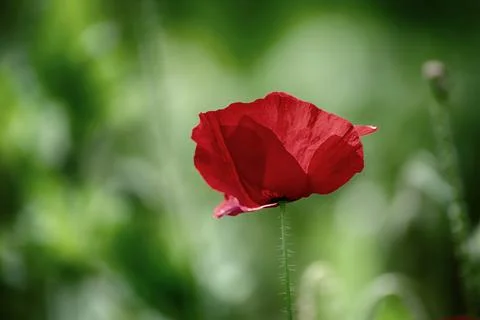 Red spring poppy Fotos de archivo