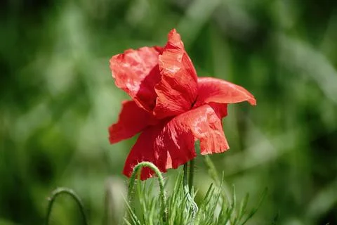 Red spring poppy Foto stock